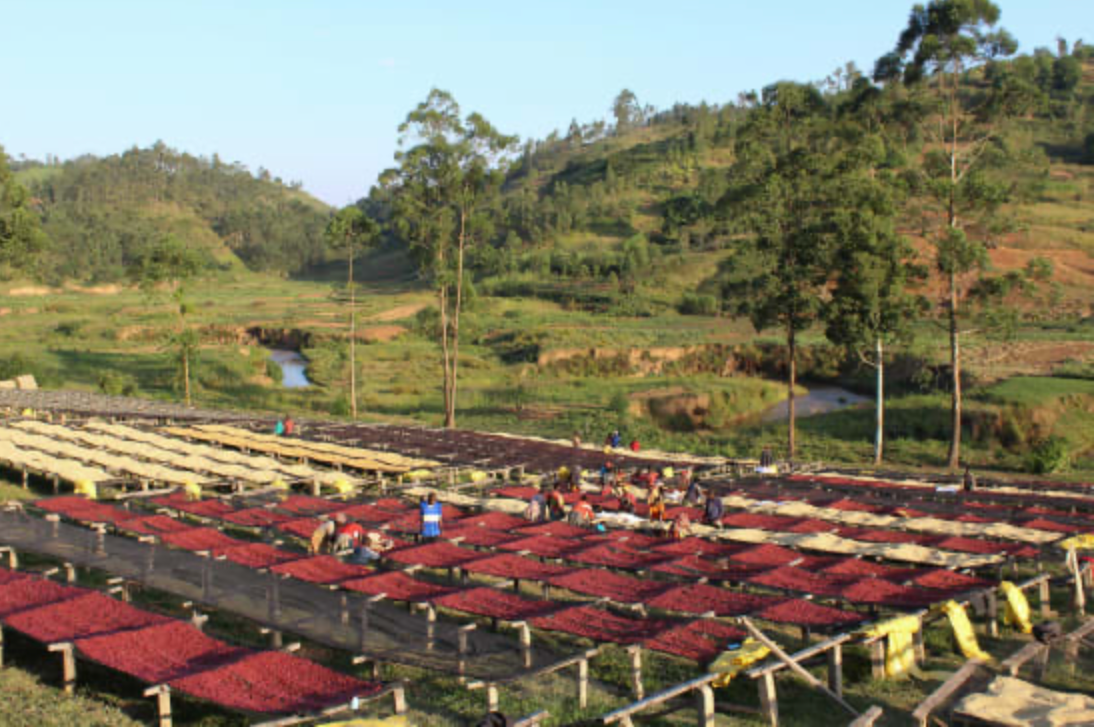 Burundi: Gakenke Washed Bourbon