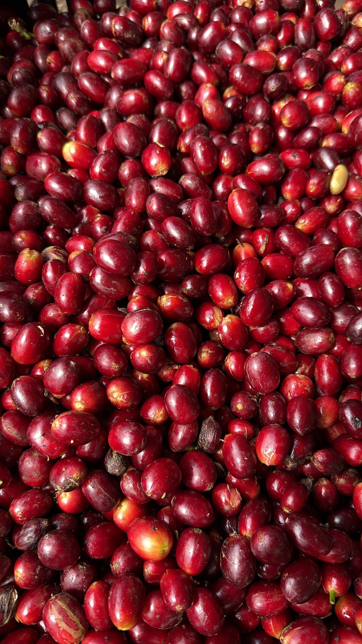 Pre-Order/Pepe Jijon - Sydra Wave Fermented Honey 150g