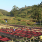 Burundi: Gakenke Washed Bourbon