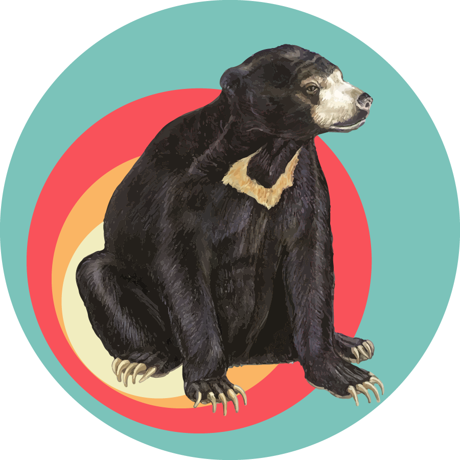 Sun Bear Specialty Coffee Roasters